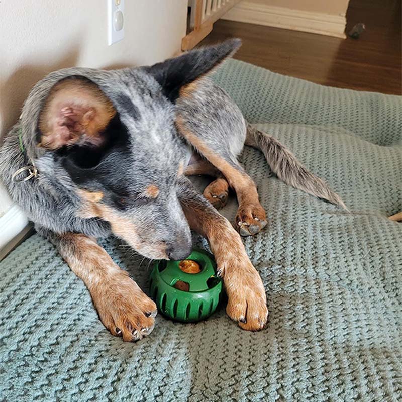 🐶 Igrača za pse počasno hranjenje z žogo in kalupom za priboljške 🐕💕